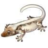 Crested Gecko: Li...